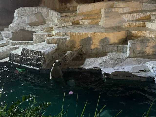 天王寺動物園　泳ぐホッキョクグマ　ナイトＺＯＯ　ナイトズー