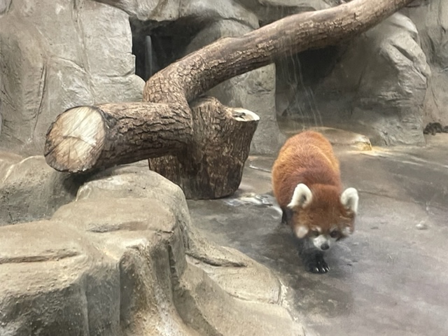 天王寺動物園のナイトＺＯＯ　レッサーパンダ