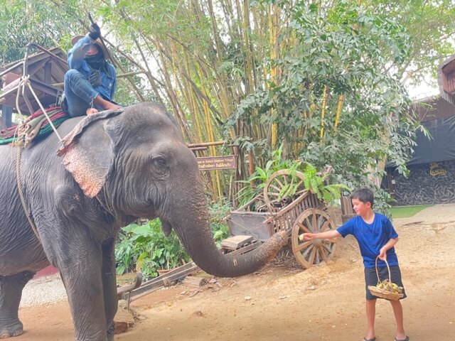 タイ　パタヤ　モンチャーンカフェ　象にエサやり　象と一緒に写真が撮れる