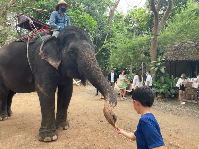モンチャーンカフェ　タイ　パタヤで象にバナナをあげる