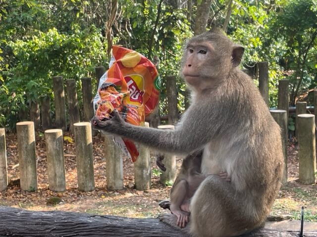 カオキアオ動物園　パタヤ　猿にお菓子をとられた