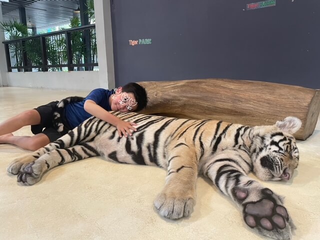 タイガーパークパタヤ　子供が虎と一緒に写真
