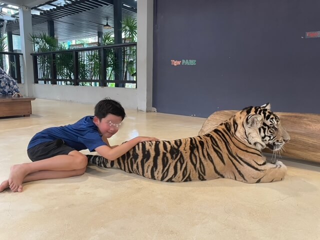 タイガーパークパタヤ　スモーレストの虎
