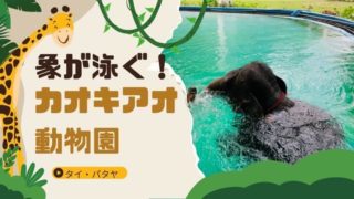 象が泳ぐ！キリンの餌やりが超近い！カオキアオ動物園