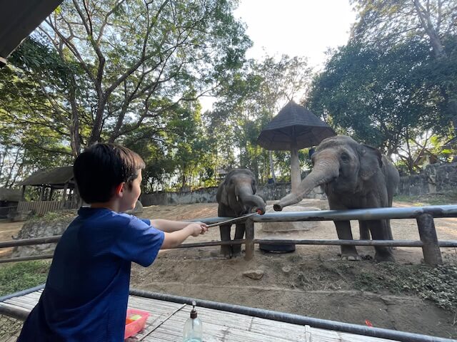 子供・子連れにおすすめ　チェンマイ動物園　象に餌やり　